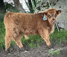 Shat Acres Shiloh Skye