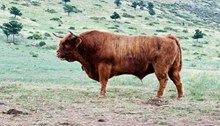 McCloud Sir Duncan Semen