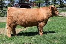 H & H Abraham Semen