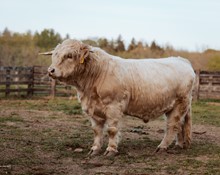 Apple Hill Fionnghal Semen