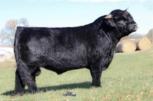 FSH Maxamillion Semen