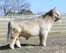 WL Genesis Semen Lot