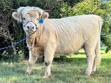 B&R Ranch Minnie